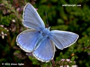 Common Blue butterfly (Polyommatus icarus) male