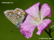 Common Blue butterfly (Polyommatus icarus) female nectaring on geranium flower