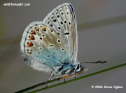 Common Blue butterfly (Polyommatus icarus) male underside