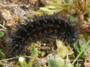Dark Green Fritillary caterpillar (Argynnis aglaja) Cornwall UK © 2019  Steve Ogden