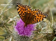 Dark Green Fritillary (Argynnis aglaja)