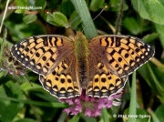 Dark Green Fritillary  butterfly (Argynnis aglaja)-female