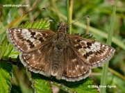 Dingy Skipper butterfly (Erynnis tages)