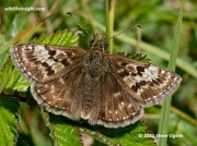 Dingy Skipper butterfly (Erynnis tages)