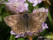 Dingy Skipper butterfly (Erynnis tages)