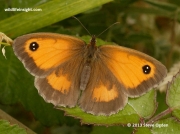 Female Gatekeeper butterfly (Pyronia tithonus)