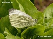 Green-veined White Butterfly (Pieris napi) female on spinach © 2012 Steve Ogden