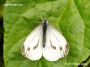 Green-veined White Butterfly (Pieris napi) female on spinach © 2012 Steve Ogden