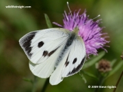 Large White butterfly (Pieris brassicae) female