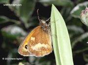Gatekeeper butterfly (Pyronia tithonus) underside