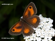 Male Gatekeeper butterfly (Pyronia tithonus)