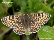 Glanville Fritillary (Melitaea cinxia)