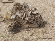 Pair of  Grayling butterfly (Hipparchia semele)