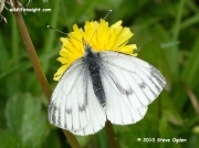 Green-veined White Butterfly  (Pieris napi) nectaring on dandelion © 2010 Steve Ogden