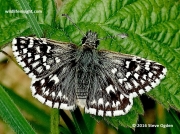 Grizzled Skipper butterfly  (Pyrgus malvae)