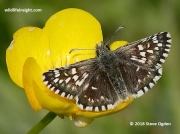 Grizzled Skipper butterfly (Pyrgus malvae) nectaring on a buttercup flower