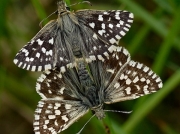 Pair of Grizzled Skipper butterflies (Pyrgus malvae)