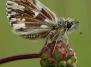 Male Grizzled Skipper butterfly (Pyrgus malvae)  on Salad Burnet