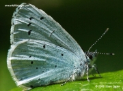 Holly Blue butterfly (Celastrina argiolus) nectaring on aphid honeydew