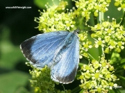 Holly Blue butterfly (Celastrina argiolus) female first generation