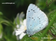 Holly Blue butterfly (Celastrina argiolus)