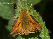Large Skipper butterfly (Ochlodes faunus)