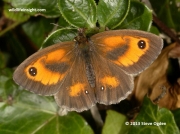 Male Gatekeeper butterfly (Pyronia tithonus)