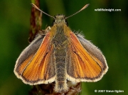 Male Small Skipper butterfly (Thymelicus sylvestris)