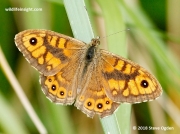 Wall Brown butterfly (Lasiommata megera) male