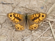 Male Wall Brown butterfly (Lasiommata megera)  © 2010 Steve Ogden