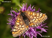 Marsh Fritillary (Euphydryas aurinia)