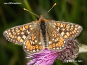 Marsh Fritillary (Euphydryas aurinia)  on knapweed