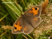 Meadow Brown butterfly (Maniola jurtina) female nectaring on Umbelliferae flower ©  2014 Steve Ogden