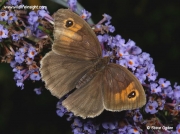 Meadow Brown butterfly (Maniola jurtina) male nectaring on buddleia ©  2014 Steve Ogden