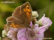 Meadow Brown butterfly (Maniola jurtina)  nectaring on blackberry flower ©  2014 Steve Ogden