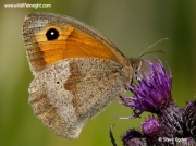 Meadow Brown butterfly (Maniola jurtina) showing underside while nectaring on knapweed flower ©  2014 Steve Ogden