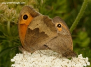 Meadow Brown butterfly (Maniola jurtina) mating pair