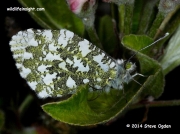 Orange-tip Butterfly (Anthocharis cardamines) female