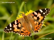 Painted Lady (Vanessa cardui)