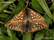 Mating pair of Marsh Fritillary butterflies