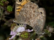 Pair of Wall Brown butterflies (Lasiommata megera)