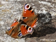 Peacock butterflies (Inachis io) pair in Falmouth garden