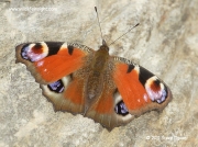 Peacock butterfly (Inachis io)