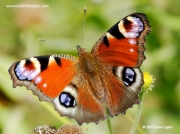 Peacock butterfly (Inachis io)