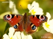 Peacock (Inachis io) on Primrose (Primula vulgaris)
