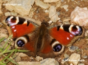 Peacock butterfly  (Inachis io) February Kynance Cove  © 2019 Steve Ogden