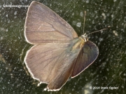 Purple Hairstreak  (Neozephyrus quercus) female