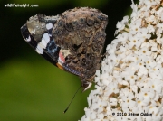 Red Admiral butterfly (Vanessa atalanta) nectaring on buddleia Cornwall © 2010 Steve Ogden