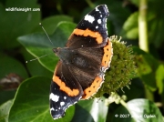 Red Admiral butterfly (Vanessa atalanta) nectaring on ivy Cornwall
