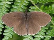 Ringlet (Aphantopus hyperantus) male